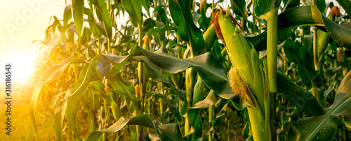 Stampa su tela Corn or miaze field garden agriculture in countryside