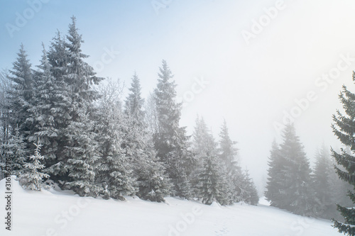 Conifer trees in winter nature, white edit space. High Quality photo
