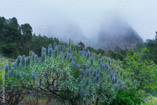 Tajinaste azul de cumbre (Echium gentianoides), La Cumbrecita, Caldera de Taburiente National Park, Island of La Palma, Canary Islands, Spain, Europe photo