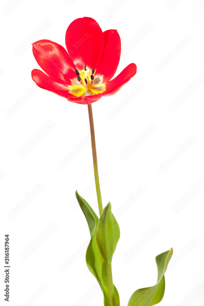 TULPE