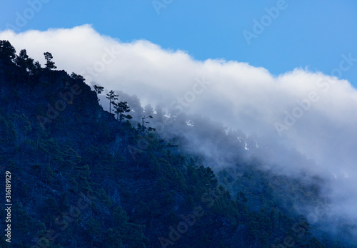 Roques, Fog and Canary Island pine forest, La Cumbrecita, Caldera de Taburiente National Park, Island of La Palma, Canary Islands, Spain, Europe