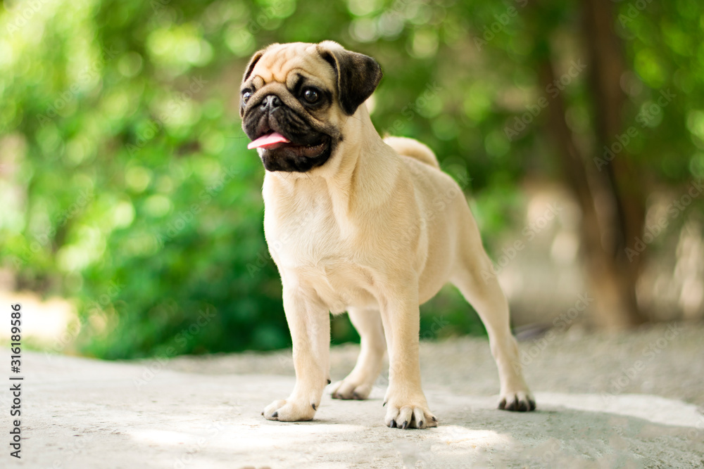 pug in the park