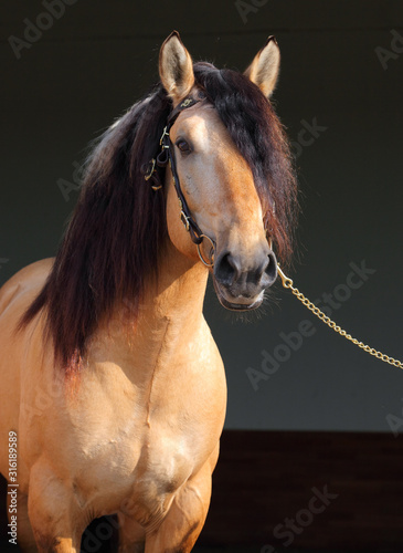 Paso Fino horse snow in dark stable photo