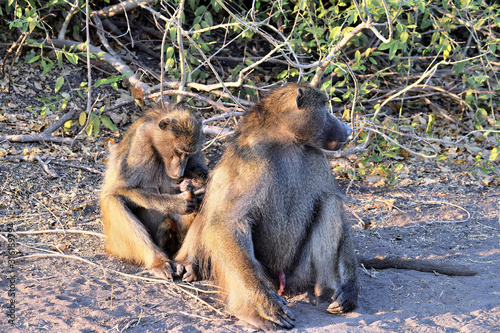 A group of baboons grooming themselves in Chobe National Park © silentstock639