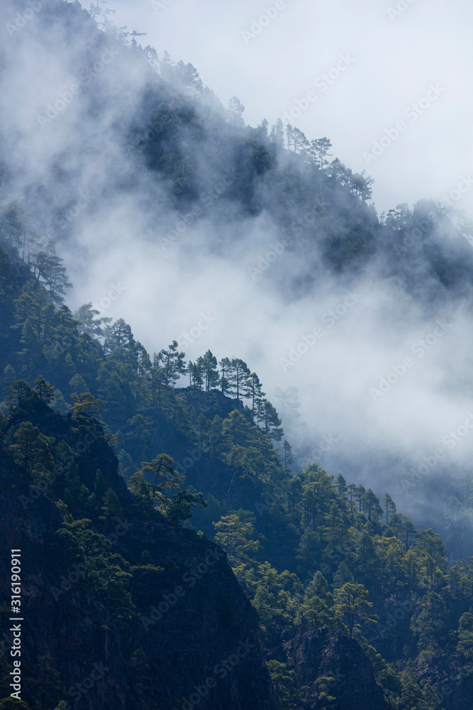 Roques, Fog and Canary Island pine forest, La Cumbrecita, Caldera de Taburiente National Park, Island of La Palma, Canary Islands, Spain, Europe Roques, Fog and Canary Island pine forest, La Cumbrecita, Caldera de Taburiente National Park, Island of La Palma, Canary Islands, Spain, Europe
