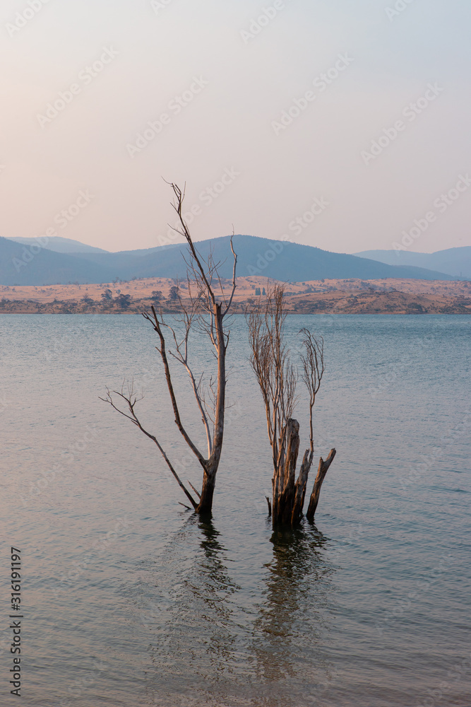 Dry trees on Lake Jindabyne. NSW, Australia.