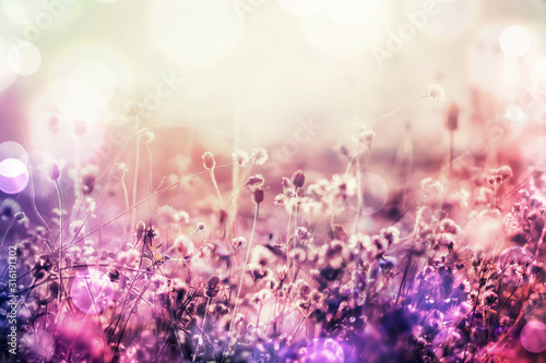 beautiful grass flower meadow in soft pink romance background with light leaks in the morning