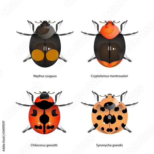 Set of Lady Bird Vector for graphic design,art,education and agriculture.