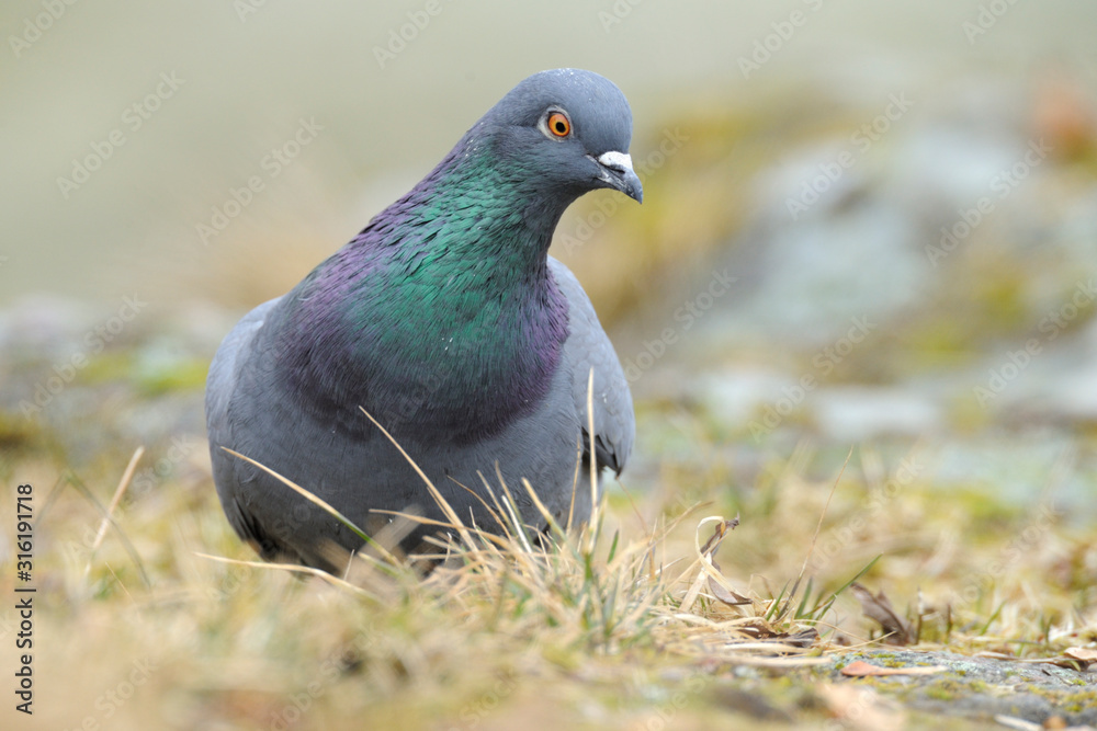 Felsentaube Strassentaube Columba livia Felsentaube Strassentaube Columba livia