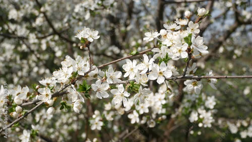 Blooming cherry. The branch sways a little in the wind against a blue sky Blooming cherry. The branch sways a little in the wind against a blue sky