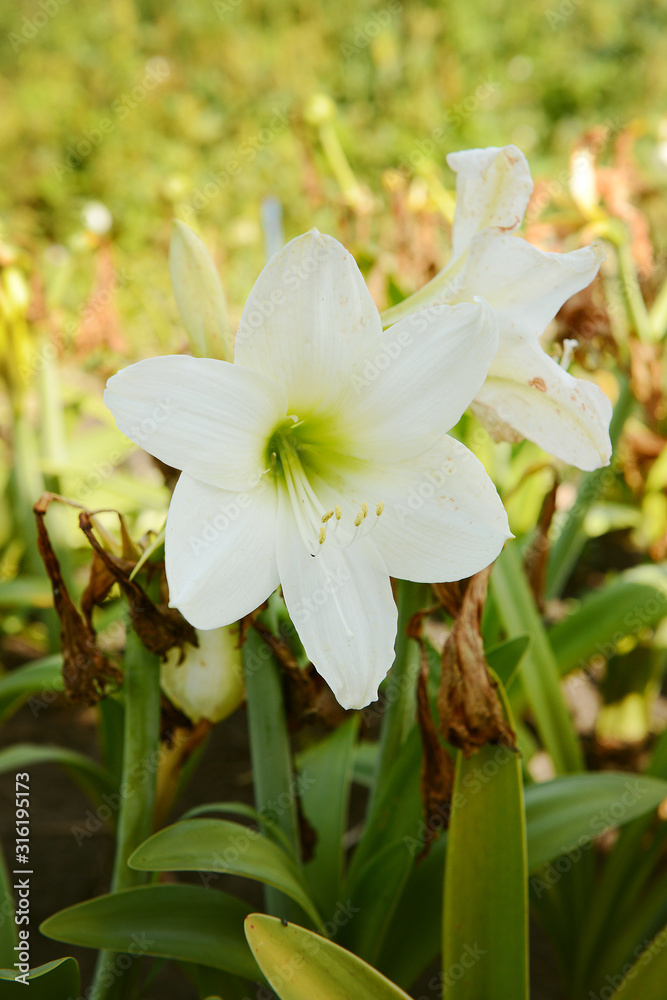 Fototapeta premium Garden amaryllis flower of white color on a summer day among greenery close-up.