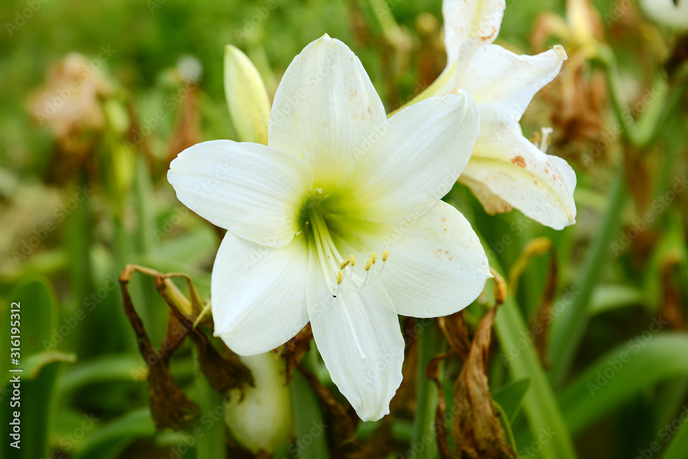 Fototapeta premium Garden amaryllis flower of white color on a summer day among greenery close-up.