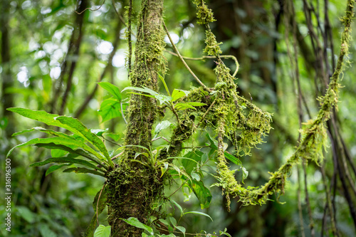 epiphytic plants and parasites in a Costa Rican rainforest