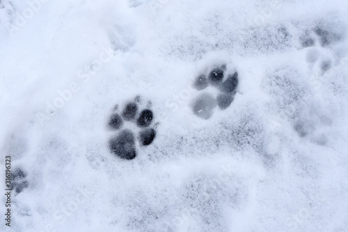 Close-up of animal tracks in the snow