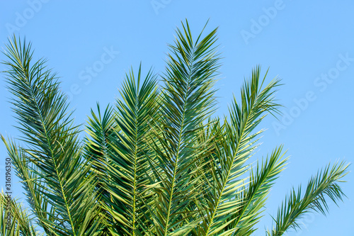 Leaves of a date palm tree lit by the sun against a blue cloudless sky. Close-up