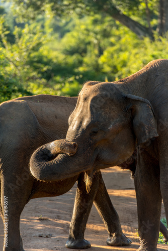 Herds of Elephants in the Udawalawe National Park on Sri Lanka. photo