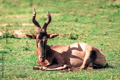 A common tsessebe photo