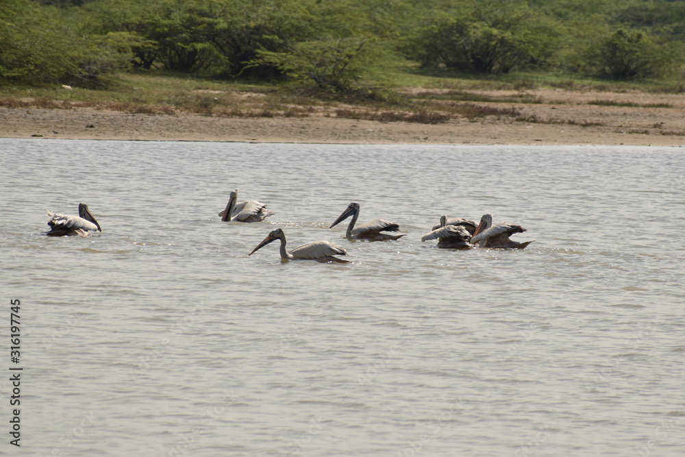 A group of pelicans on water, white Pelicans swimming and searching for food on the lake A group of pelicans on water, white Pelicans swimming and searching for food on the lake
