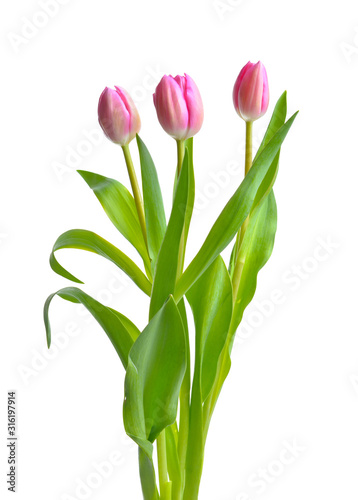 Beautiful tulip flowers on white background