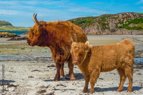 фотографія Mother Highland Cow and Baby Cow on the Beach in Scotland