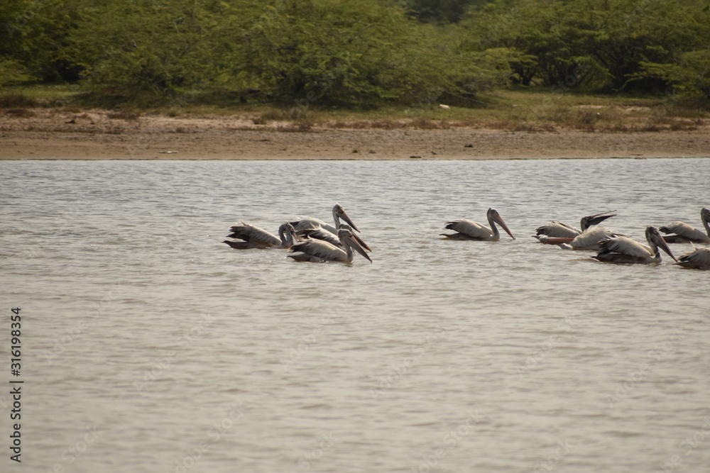 A group of pelicans on water, white Pelicans swimming and searching for food on the lake A group of pelicans on water, white Pelicans swimming and searching for food on the lake