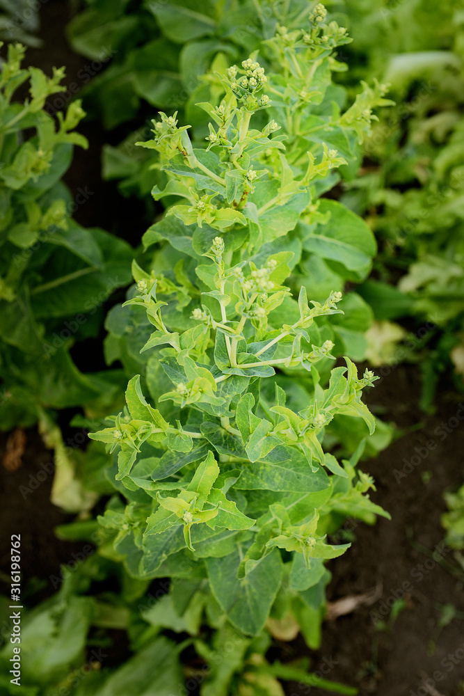 Fresh lettuce grows in the garden on a Sunny summer day. The texture of the greens. Fresh lettuce grows in the garden on a Sunny summer day. The texture of the greens.