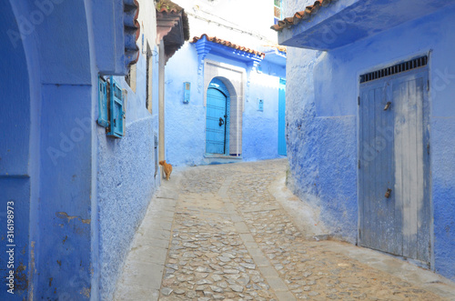 Traditional moroccan architectural details and painted houses. street with flowers and bright blue walls with arch. Cats resting around. © peacefoo