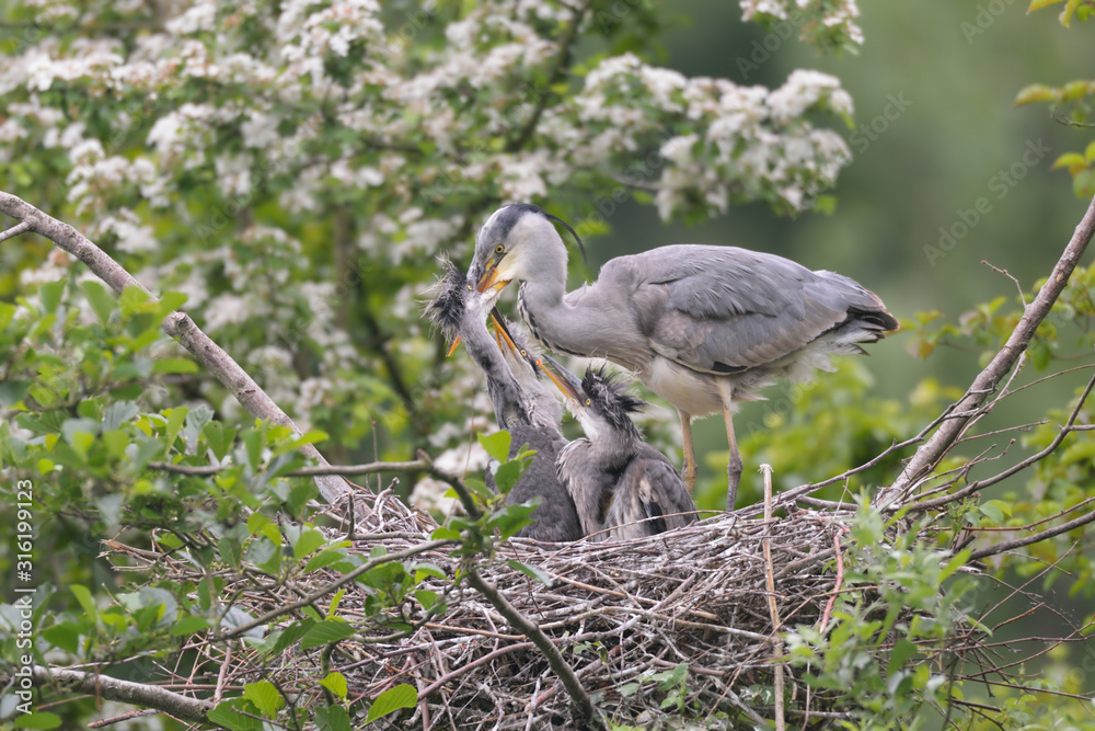 Fototapeta premium Graureiher Ardea cinerea