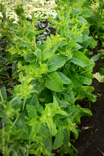 Fresh lettuce grows in the garden on a Sunny summer day. The texture of the greens.