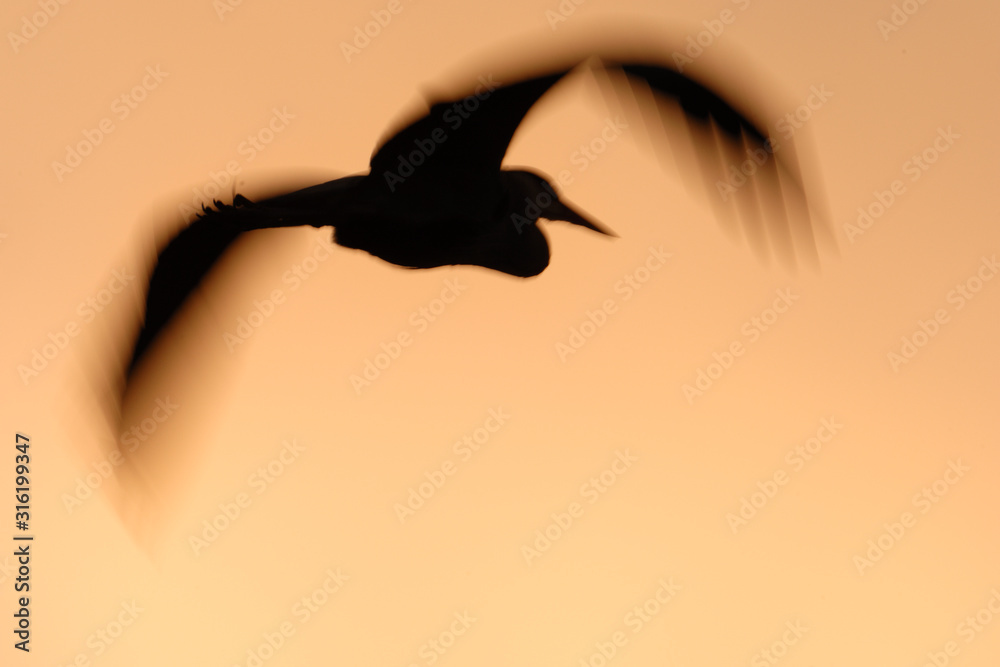Fototapeta premium Graureiher Ardea cinerea