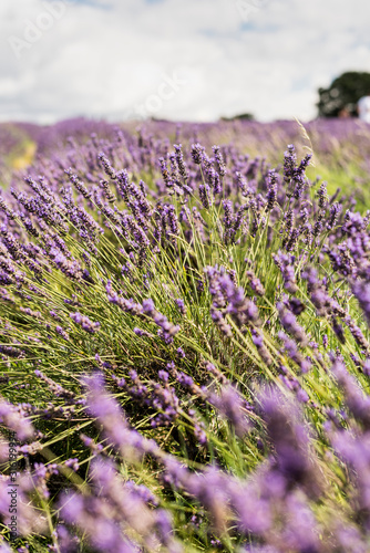 Lavender Field in London