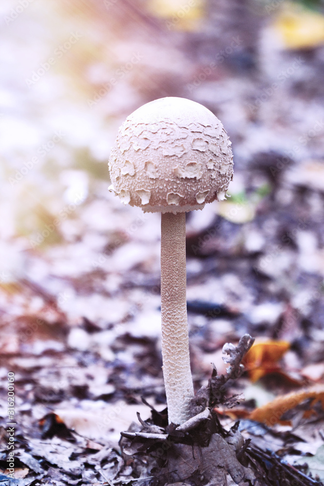 Poisonous inedible mushroom growing in the forest