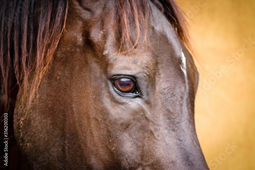 Close up of a Horse