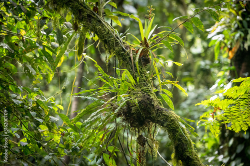 epiphytic plants and parasites in a Costa Rican rainforest