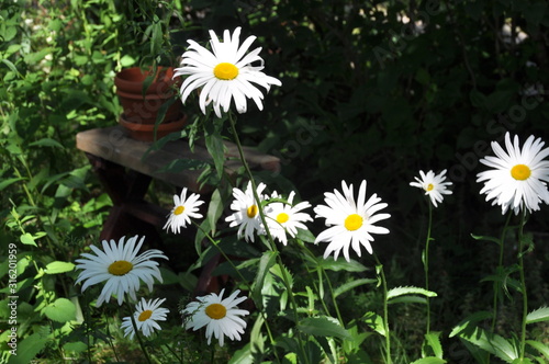 Daisy Backyard Bee Friendly Yard Garden 