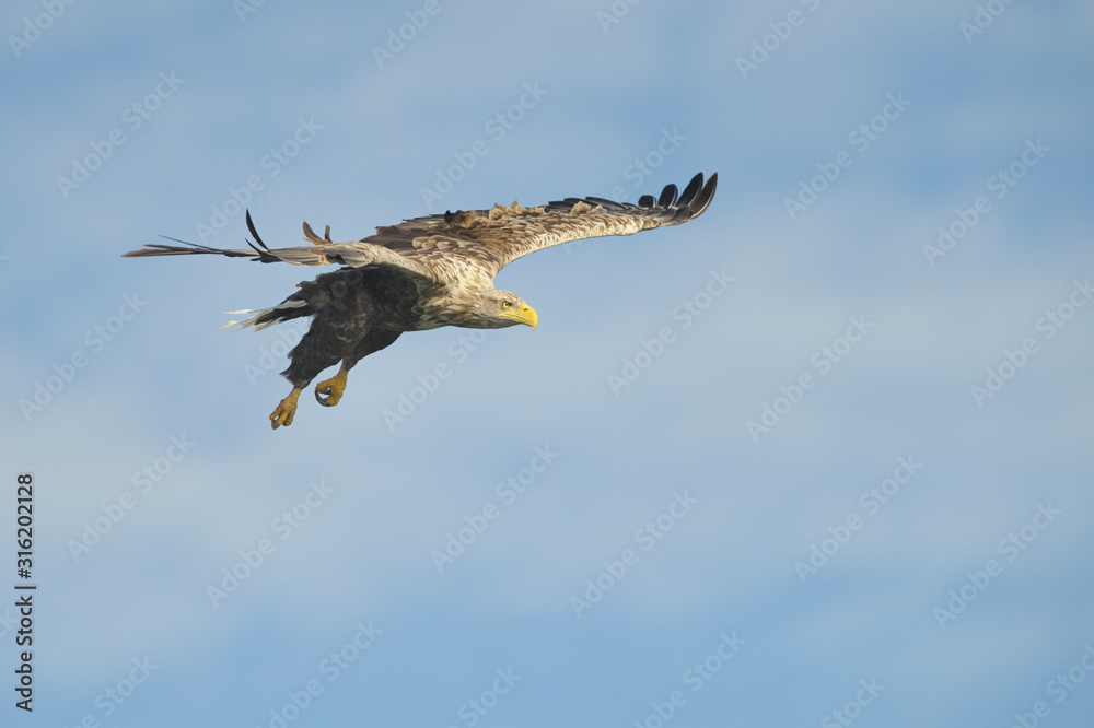 Fototapeta premium Seeadler Haliaeetus albicilla