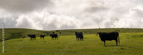 Rolling Fields and Sheep in New Zealand