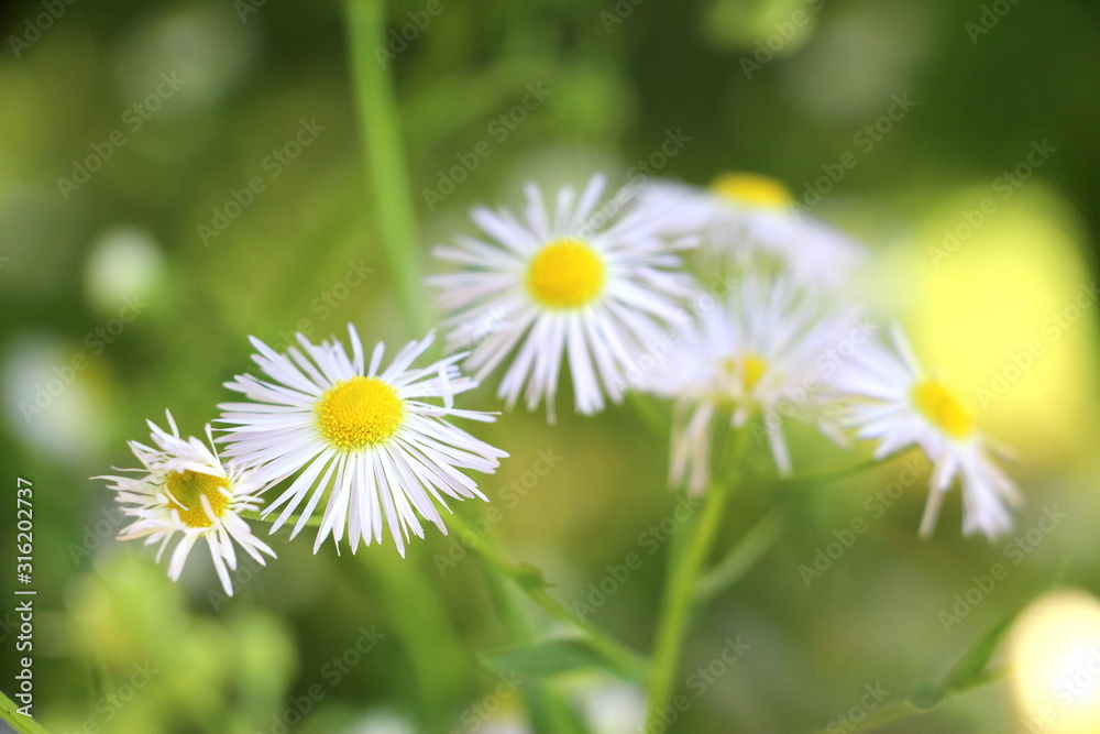 Summer bloom allergy. Irritation of mucous from flowering in summer. Allergy pills. Summer bloom allergy. Irritation of mucous from flowering in summer. Allergy pills.