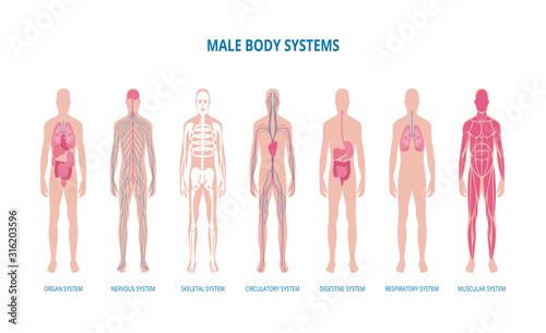 Male body system infographic set or banner flat vector illustration isolated.