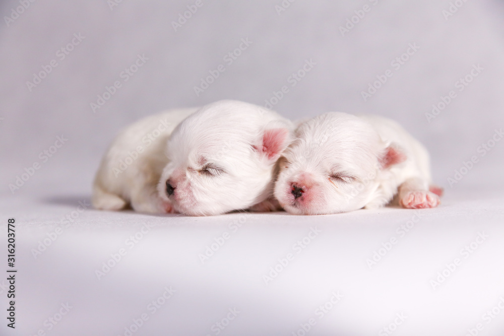 New born puppy dog. Maltese puppy on the sleeping. Selective focus on the face with blurred background New born puppy dog. Maltese puppy on the sleeping. Selective focus on the face with blurred background