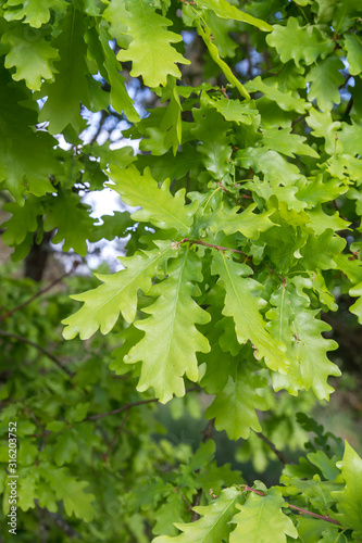 Oak tree fresh green foliage