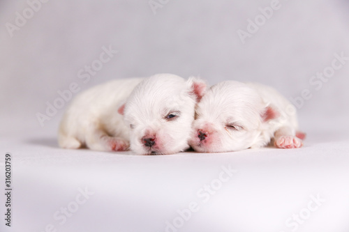 New born puppy dog. Maltese puppy on the sleeping. Selective focus on the face with blurred background © monster_code