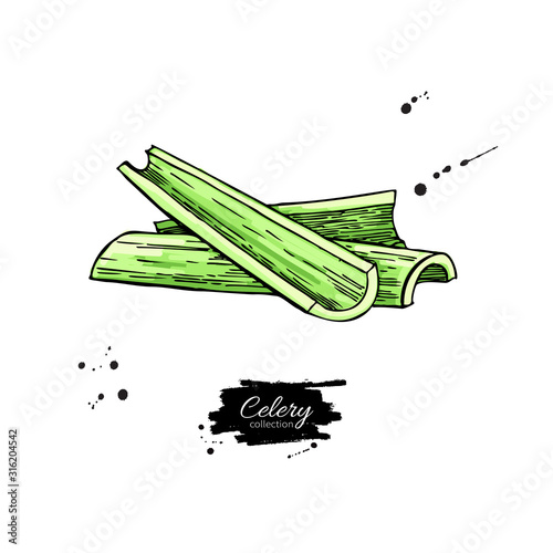 Celery stick hand drawn vector illustration. Isolated Vegetable object.