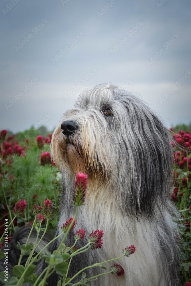 Adult bearded collie is sitting in crimson clover. He want it so much.