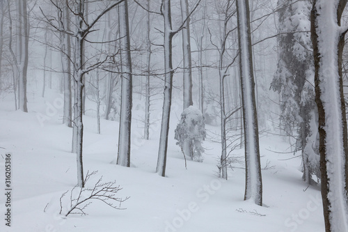 Snow in the forest of the Ivanščica Mountain, Croatia