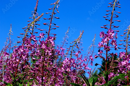 Blooming Willow herb on blue sky background, Ivan chaj tea  photo