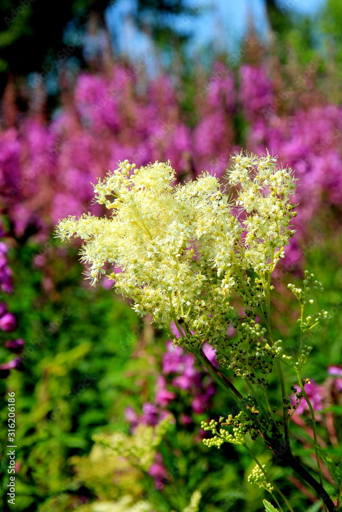 Obraz premium Filipendula ulmaria, meadowsweet flowers in a meadow 