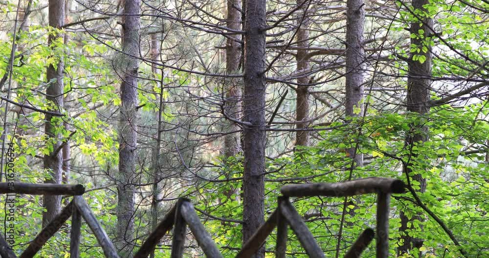 Forest of pine and beech trees, moved by the wind. Forest of pine and beech trees, moved by the wind.