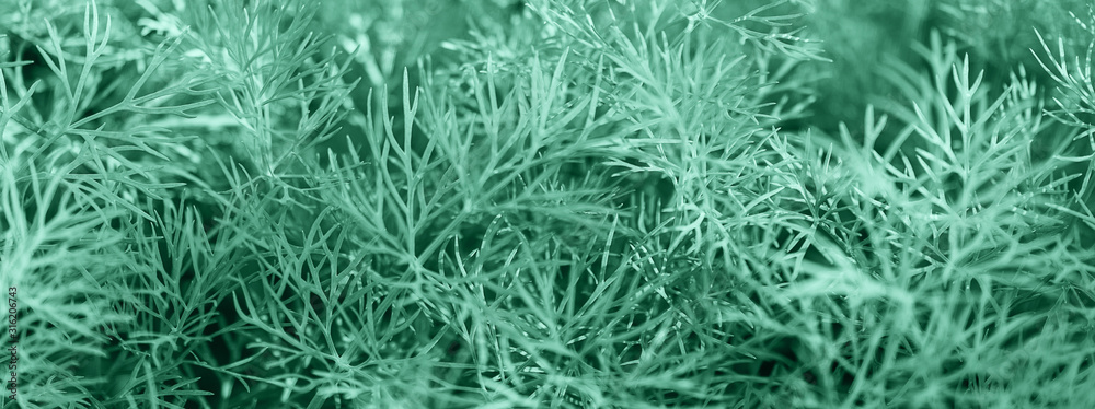 Fresh green organic dill background toned in light neo mint color.
