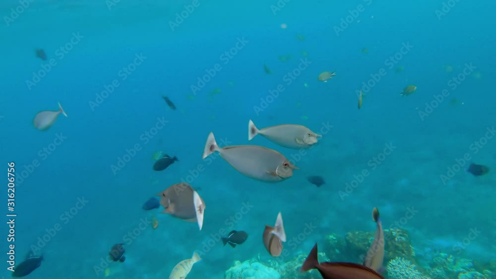 Colorful fishes in a tropical water